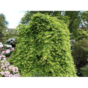 Javor dlaňolistý (Acer palmatum) ´RYUSEN´ výška 70-80 cm, kont. C15L  - PENDULA